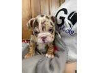 Bulldog Puppy for sale in Rocklin, CA, USA