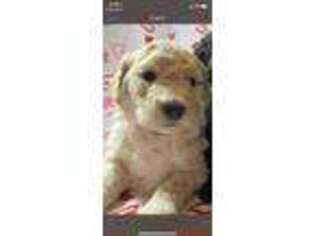 Goldendoodle Puppy for sale in Madison, IN, USA