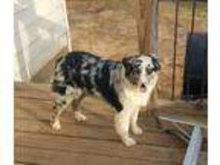 Australian Shepherd Puppy for sale in Greenwood, AR, USA