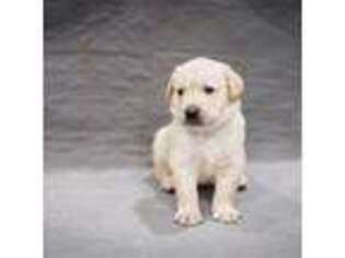 Labrador Retriever Puppy for sale in Lexington, MA, USA