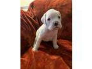 Boxer Puppy for sale in Hamilton, NC, USA