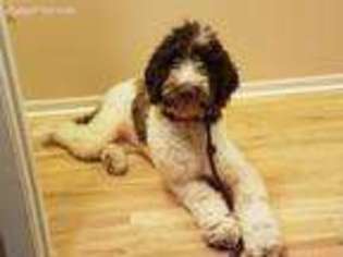 Labradoodle Puppy for sale in Rogersville, TN, USA