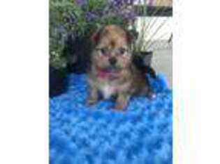 Shorkie Tzu Puppy for sale in Mayslick, KY, USA