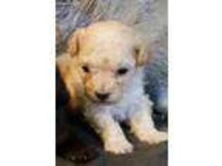 Mutt Puppy for sale in Evansville, IL, USA