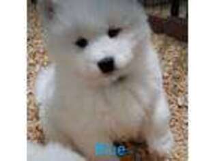 Samoyed Puppy for sale in Igo, CA, USA