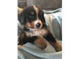 Bernese Mountain Dog Puppy for sale in Kuna, ID, USA