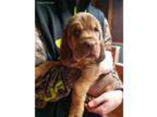 Bloodhound Puppy for sale in Reisterstown, MD, USA