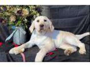 Labrador Retriever Puppy for sale in Macon, MO, USA