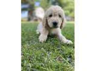 Labradoodle Puppy for sale in Glenwood, IA, USA