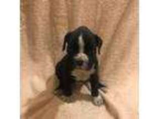 Boxer Puppy for sale in West Orange, NJ, USA