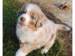 Mutt Puppy for sale in Bad Axe, MI, USA
