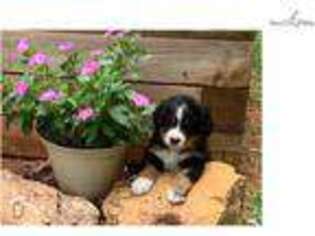 Bernese Mountain Dog Puppy for sale in Fredericksburg, VA, USA