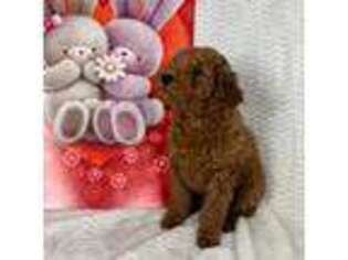 Mutt Puppy for sale in Lewiston, UT, USA