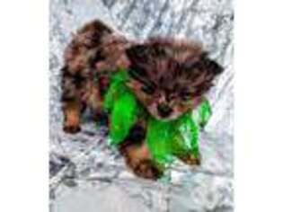 Pomeranian Puppy for sale in Middlefield, OH, USA