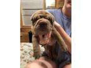 Mutt Puppy for sale in Columbiana, AL, USA