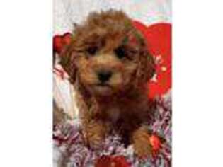 Goldendoodle Puppy for sale in Ben Wheeler, TX, USA
