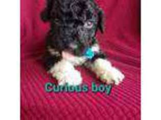 Portuguese Water Dog Puppy for sale in Narvon, PA, USA