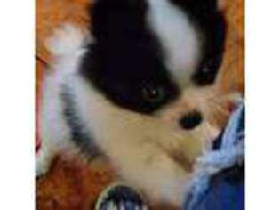 Pomeranian Puppy for sale in Kingston, OK, USA