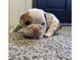 Bulldog Puppy for sale in Linwood, KS, USA