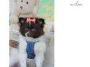 Pomeranian Puppy for sale in Little Rock, AR, USA