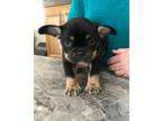 French Bulldog Puppy for sale in Fairmont, WV, USA