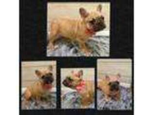 French Bulldog Puppy for sale in Wyoming, IA, USA