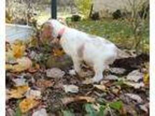 Brittany Puppy for sale in Fredericktown, OH, USA
