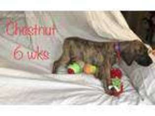 Great Dane Puppy for sale in Quantico, VA, USA