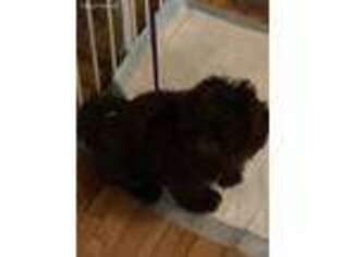 Mutt Puppy for sale in Huntington Station, NY, USA