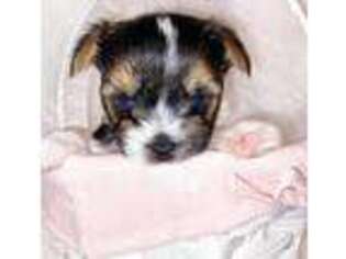 Yorkshire Terrier Puppy for sale in Gaithersburg, MD, USA