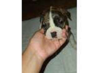 American Bulldog Puppy for sale in Reading, PA, USA