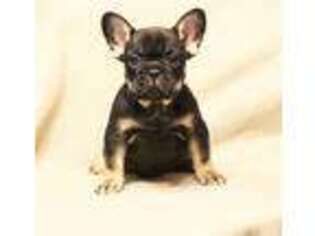 French Bulldog Puppy for sale in Osage Beach, MO, USA