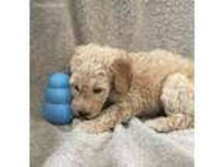 Goldendoodle Puppy for sale in Sparta, OH, USA