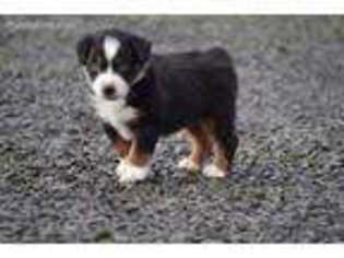 Miniature Australian Shepherd Puppy for sale in Albany, OR, USA
