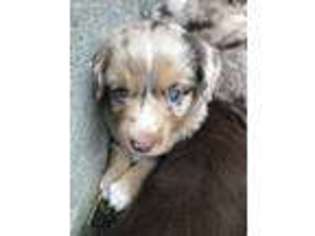 Miniature Australian Shepherd Puppy for sale in East Boothbay, ME, USA