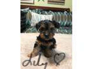 Yorkshire Terrier Puppy for sale in Deland, FL, USA