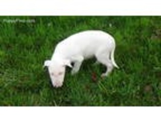 Bull Terrier Puppy for sale in Gaffney, SC, USA