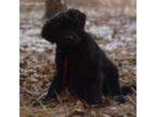Newfoundland Puppy for sale in Alto Pass, IL, USA