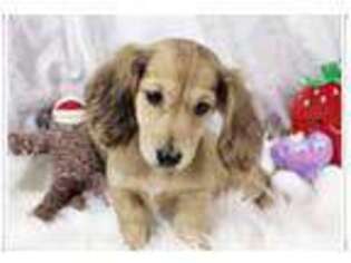 Mutt Puppy for sale in Springfield, MO, USA