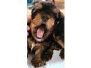 Yorkshire Terrier Puppy for sale in Holts Summit, MO, USA