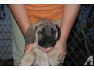 Mastiff Puppy for sale in BASTROP, LA, USA
