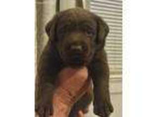 Labrador Retriever Puppy for sale in Jersey City, NJ, USA