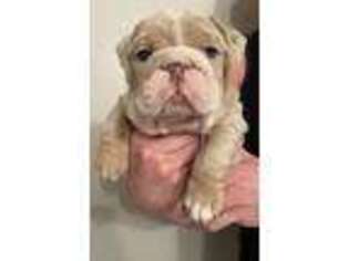 Bulldog Puppy for sale in Ottawa Lake, MI, USA