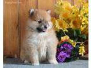 Pomeranian Puppy for sale in Gordonville, PA, USA