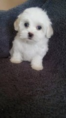Maltese Puppy for sale in Hurricane, WV, USA