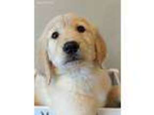 Golden Retriever Puppy for sale in Templeton, MA, USA