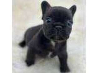 French Bulldog Puppy for sale in Mullins, SC, USA