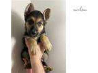German Shepherd Dog Puppy for sale in Louisville, KY, USA
