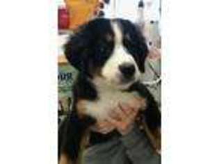 Bernese Mountain Dog Puppy for sale in Venice, FL, USA