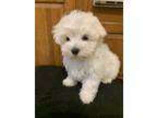 Maltese Puppy for sale in Commack, NY, USA